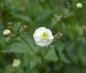 Preview: Ranunculus aconitifolius 'Pleniflorus' | Eisenhutblättriger Hahnenfuß
